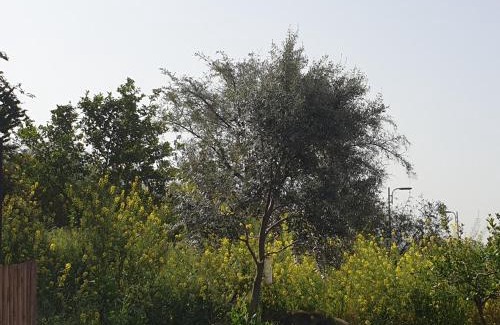 Gonen Maison | אביב יחידות אירוח
