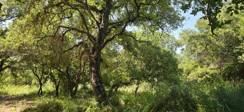 Menashe Maison | בית בכפר