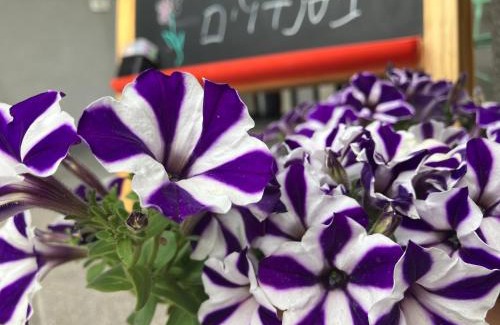 Ma'ale Gamla Cabine | בסנדלים: חאן בוטיק בגולן