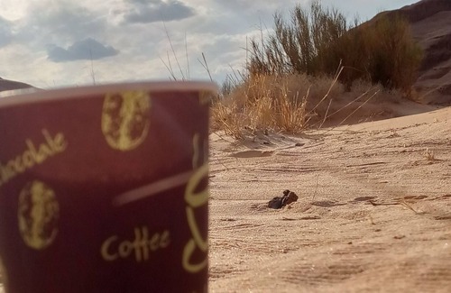 Wadi Rum Lit Et Petit-Déjeuner | رحله مبيت وافطار رائع في وادي رم