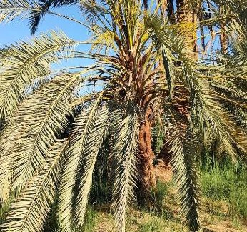 Siwa Maison | على عمر جبه