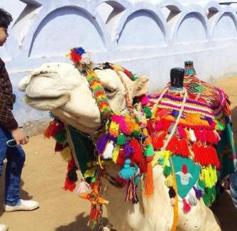 Sohag Location De Bateaux | قارب اسوانى