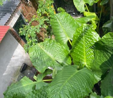 Cat Hai Appartement | Ốc Homestay Cát Bà