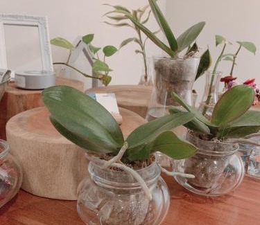 Xitun District Appartement | 日出逢甲