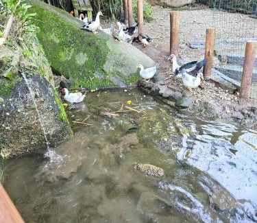 Ribeirao da Ilha Maison | 100mts beach Ribeirão da Ilha c Espaço Gourmet