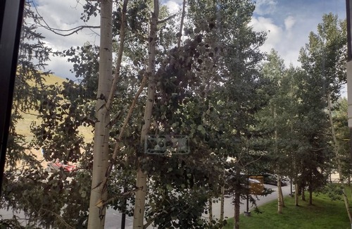 Crested Butte Appartement | 225 Large 2 bath Condo Suite Sleeps 6 at Base Area
