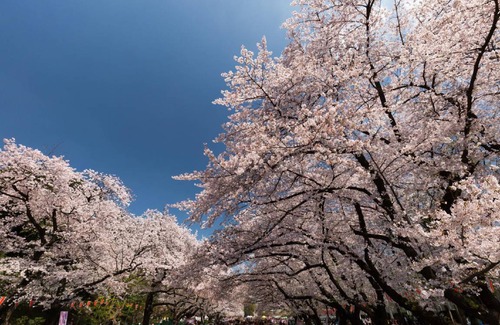 Higashiueno Appartement | 25 m² Appartement ∙ 1 chambre ∙ 3 personnes