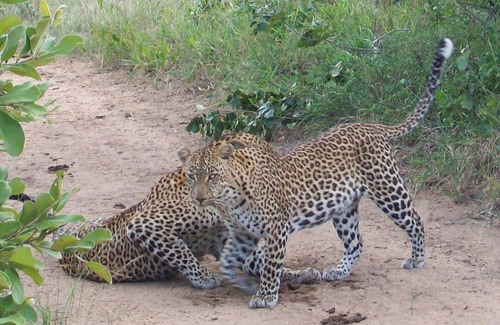 Thorny Bush Game Reserve Cabine | 3 bed bush-tent under 3 trees, for couple plus chaperone Free lion hyena sounds