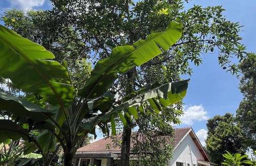 Arusha Maison | 3-bedroom house in enchanting Arusha with WiFi