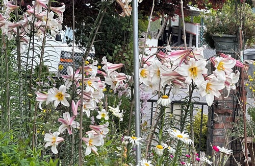 Des Moines Maison | 3-Bedrooms-5PAX-Helen’s Garden House🏡Minutes from airport@Des Moines~Seattle,WA.