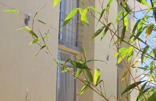 San Jose Appartement | 3 CedarCats Short Stay Apartments