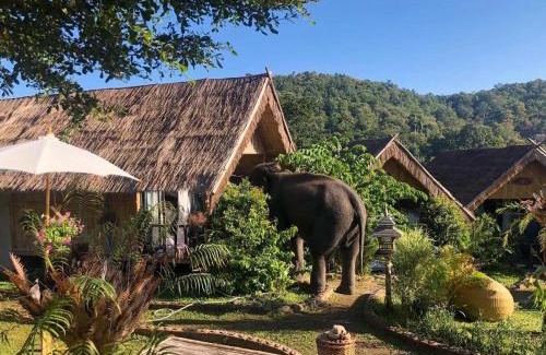 Mae Wang Maison | 3 Pok Maewang jinxiang Gold elephant park