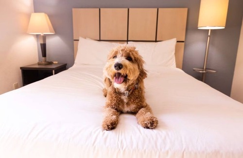Braintree Hôtel | 3 Units | Family Suites in Boston | Kitchen, Laundry | Near South Shore Plaza