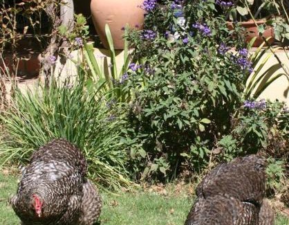 Barrydale Appartement | 34 Steyn Street, Barrydale