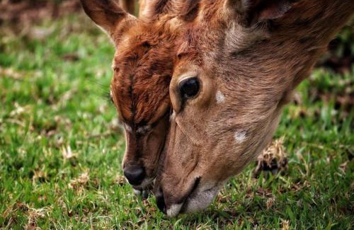 Leeupoort Cabine | 42@ Ditholo Game Lodge