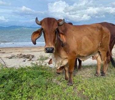 Puerto Soley Maison | 420 Crab Reservation