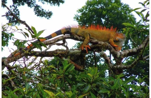 Manuel Antonio Appartement | 5 minutes away from Manuel Antonio National Park