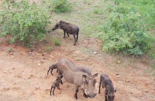 Bela-Bela Appartement | 636 Itaga Safari Lodge, Mabalingwe Nature Reserve