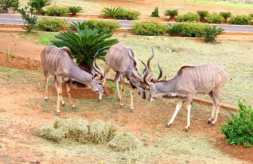 Lydenburg Appartement | 66 Sharalumbi Wildlife Estate