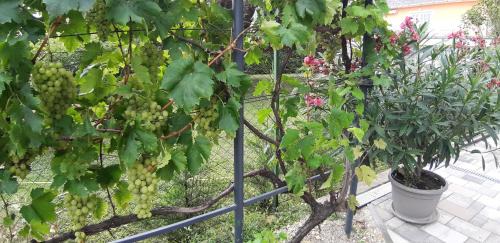 Balatonfured Appartement | A Bringás Apartman