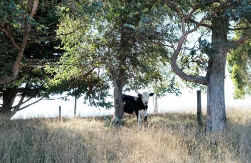 Dyerville Maison | A cabin with a big view, comfort and tranquility, close to vines