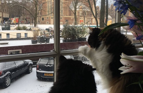 Grachtengordel-West Appartement | Un petit bijou à Amsterdam, Home Sweet Home sur le canal le plus de charme