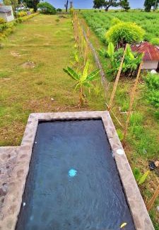 Kalisada Autre | A Mango Tree House with a private swimming pool