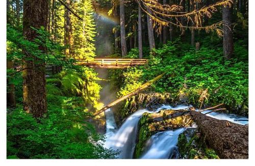 Beaver Maison | A Relaxing Getaway-A Backwoods Cabin SolDuc River