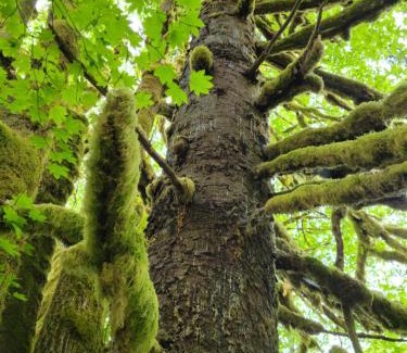 Beaver Maison | A Relaxing Getaway-A Backwoods Cabin SolDuc River