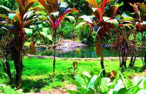 Penas Blancas Maison | Une expérience unique dans la jungle tropicale entre jardins magiques et forêt tropicale.
