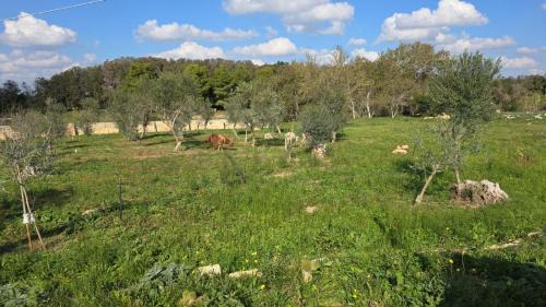 Alezio Autre | Agricampeggio Tenuta Ferrario