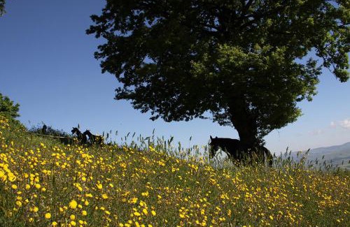 Baselice Maison | Agriturismo Il Regio Tratturo