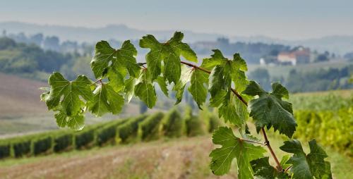 San Martino di Rosignano Monferrato Maison | Agriturismo Le Tre Rose - Cantina Zanello