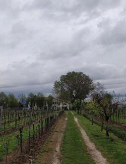 Castegnero Maison | Agriturismo L'Albara - Wines, Pool & SPA