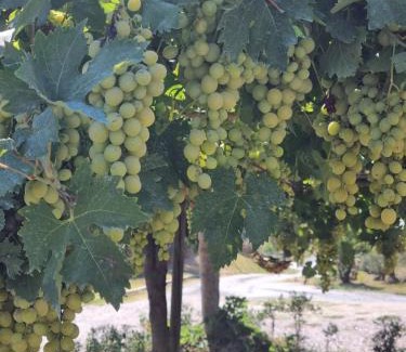 Collesalvetti Maison | Agriturismo La Casa dei Ricordi