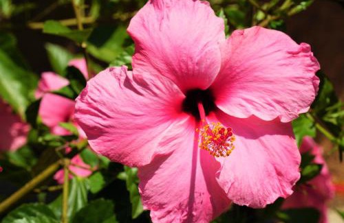 Santanyi Hôtel | Agroturismo Finca Sa Tanca