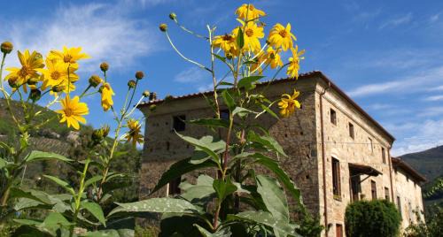 Calci Maison | Al Palazzaccio
