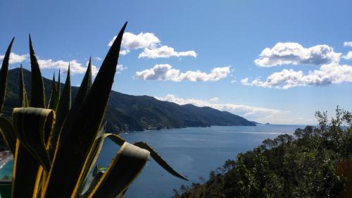 Cinque Terre Hôtel | Albergo Suisse Bellevue