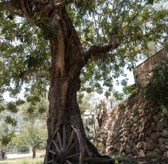 Bunyola Maison | Alfabia Nou Agroturismo