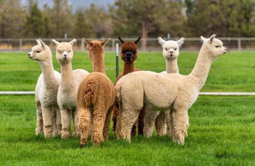 Grandola Lit Et Petit-Déjeuner | Alpaca Farm And B&B - Mama Adama