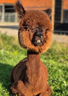Workum Maison | Alpaca World Friesland