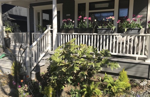 Belmont Maison | Charmeur de Sunnyside / Luarelhurst Four Square.