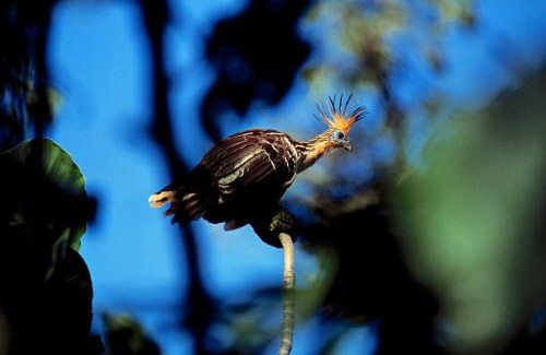 Amazon River Autre | Amazonas Life Camp