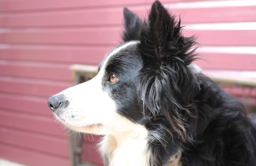 Crows Nest Lit Et Petit-Déjeuner | Anduramba Homestead B&B