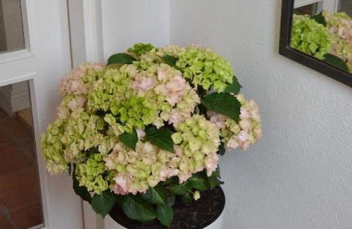 Ostliche Altstadt Appartement | Ankerplatz Rostock