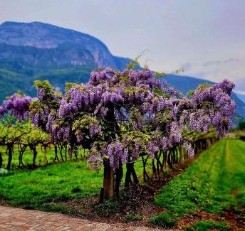 Mezzocorona Maison | Antico Fienile Agritur