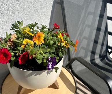 Bieliny Appartement | Apartament Sweet Garden