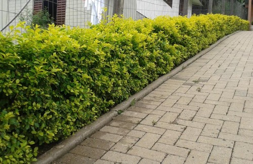Gramado Appartement | Apartamento em Gramado