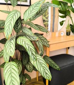 Zvolen Appartement | Apartment Botanica