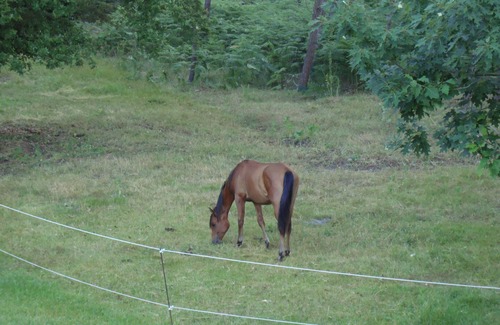 Pompiey Maison | APARTMENT IN THE COUNTRYSIDE POSIBILITY HORSES